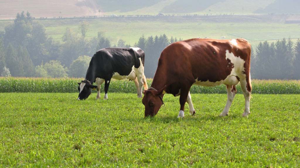 landwirtschaft 2